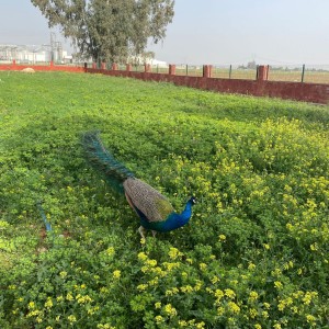 alt_1Şanlıurfa Çamlıca Koleji